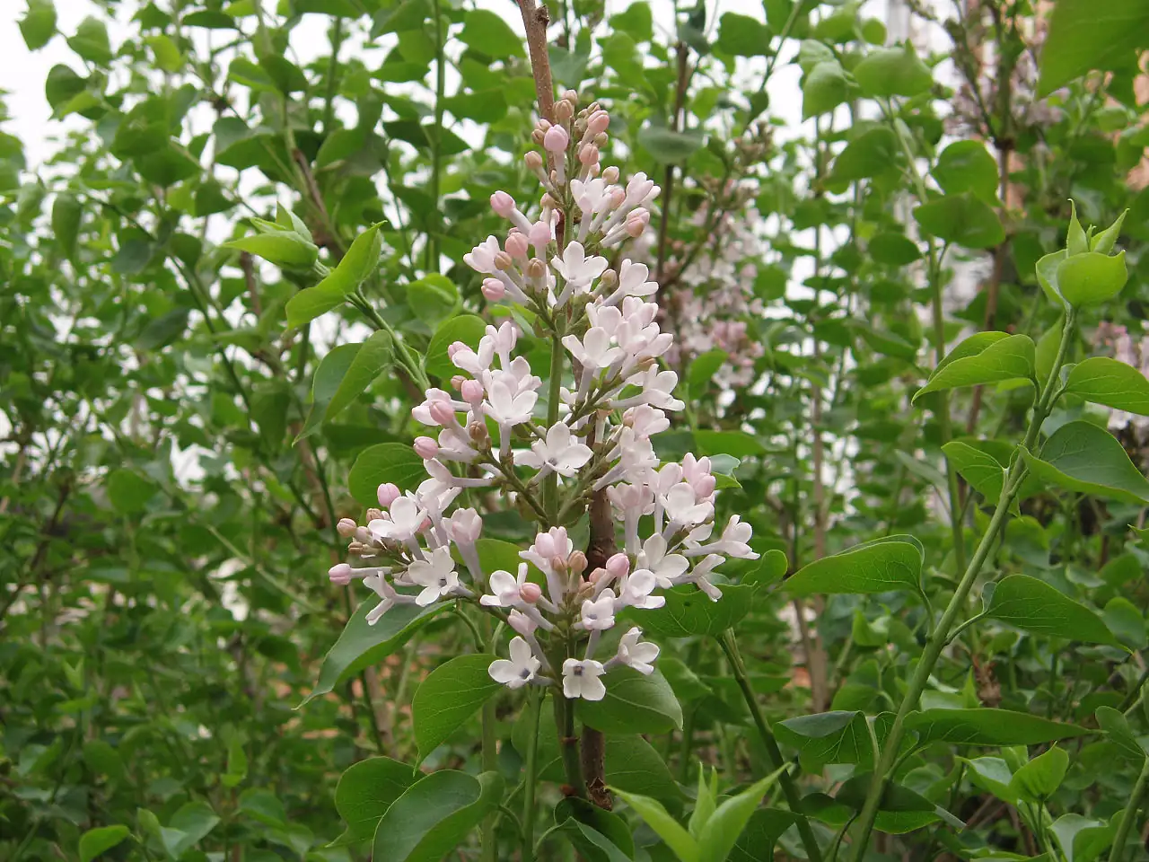 紫丁香 (Syringa oblata) — 更多视角