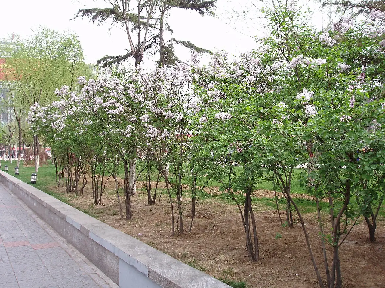 紫丁香 (Syringa oblata) — 更多视角