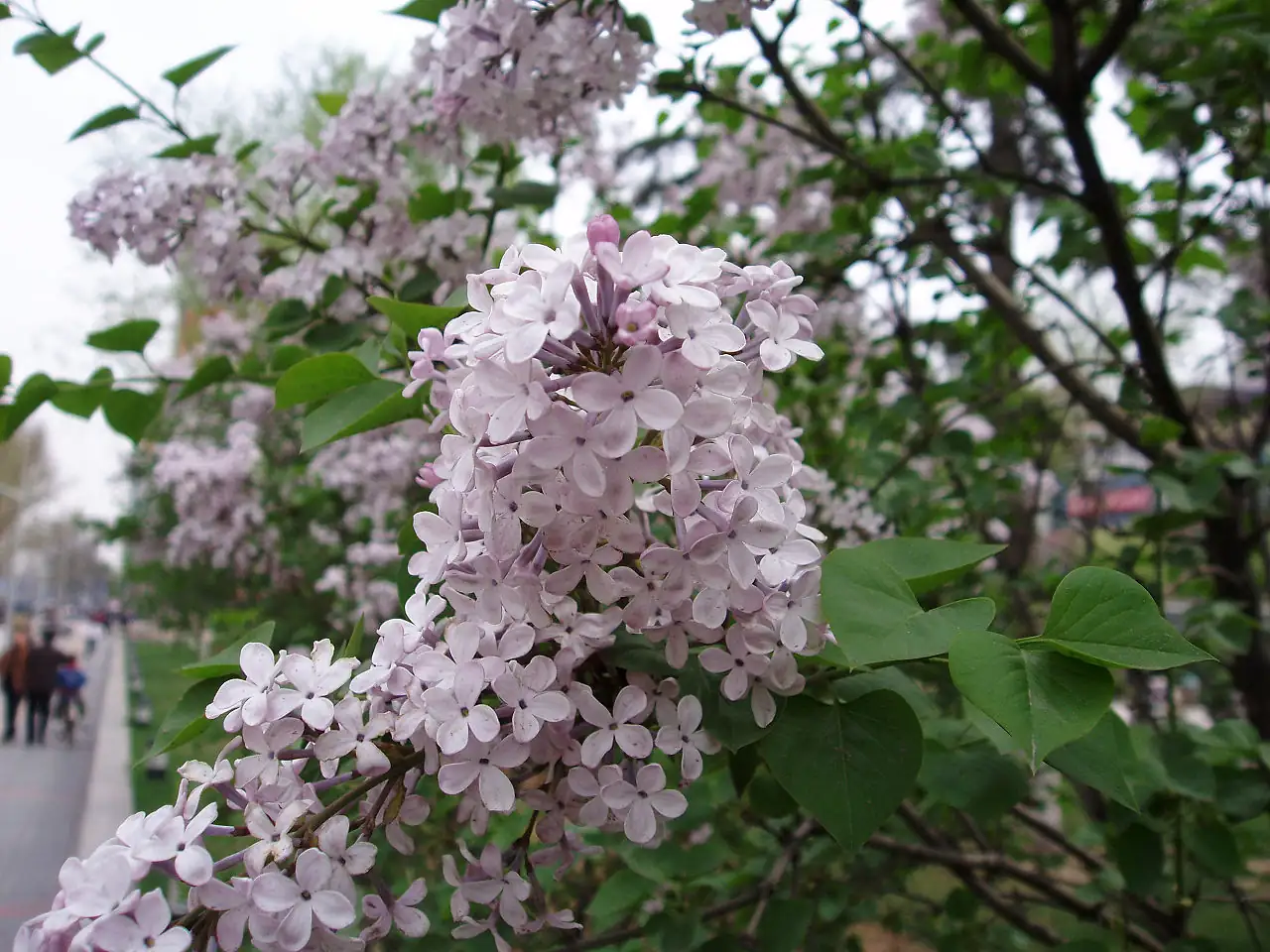 紫丁香 (Syringa oblata) — 更多视角
