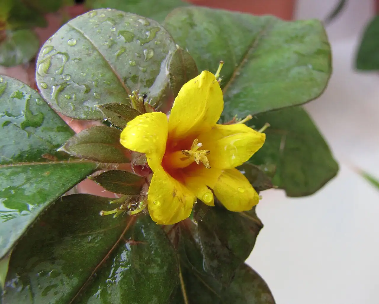 过路黄 (Lysimachia christinae) — 主图