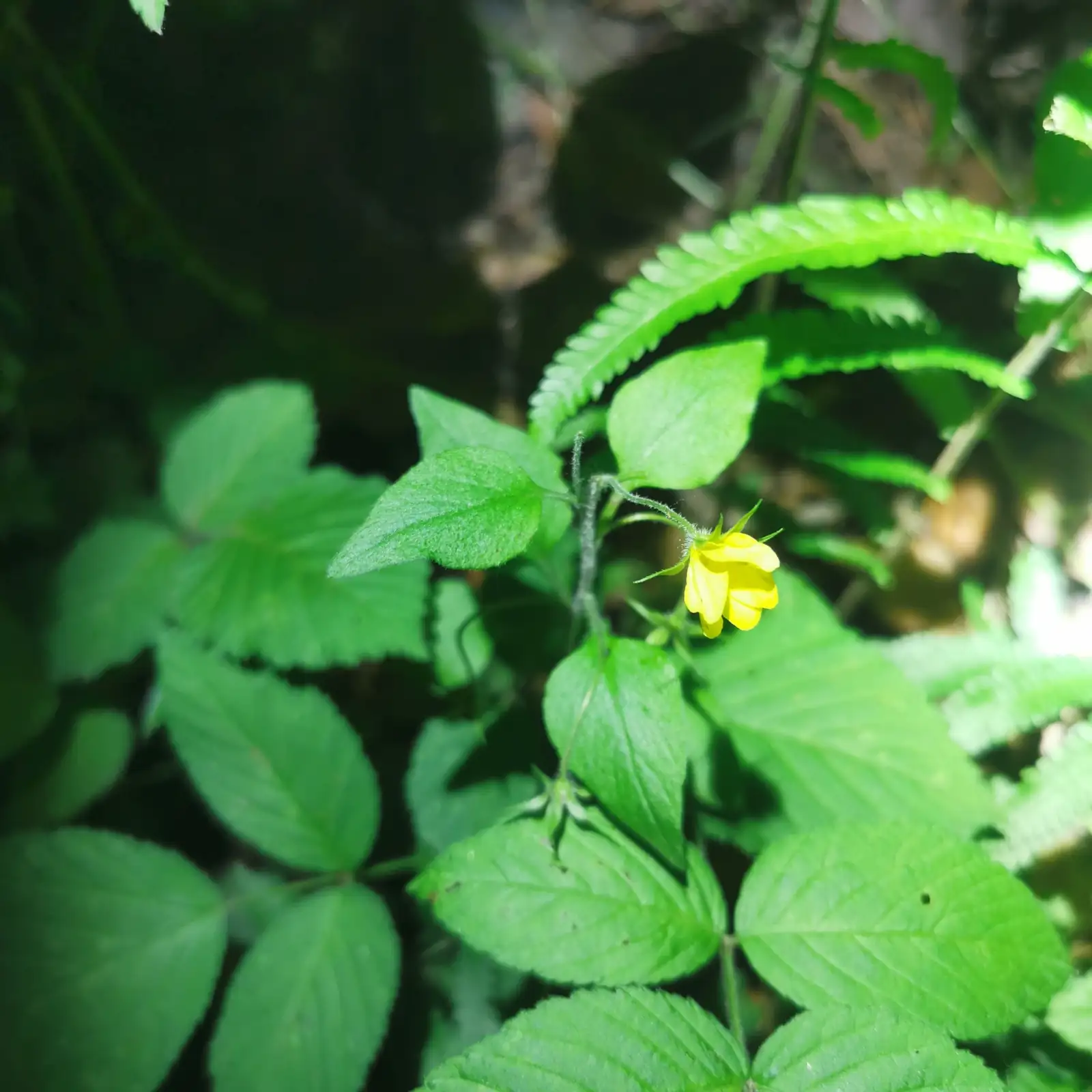 过路黄 (Lysimachia christinae) — 更多视角