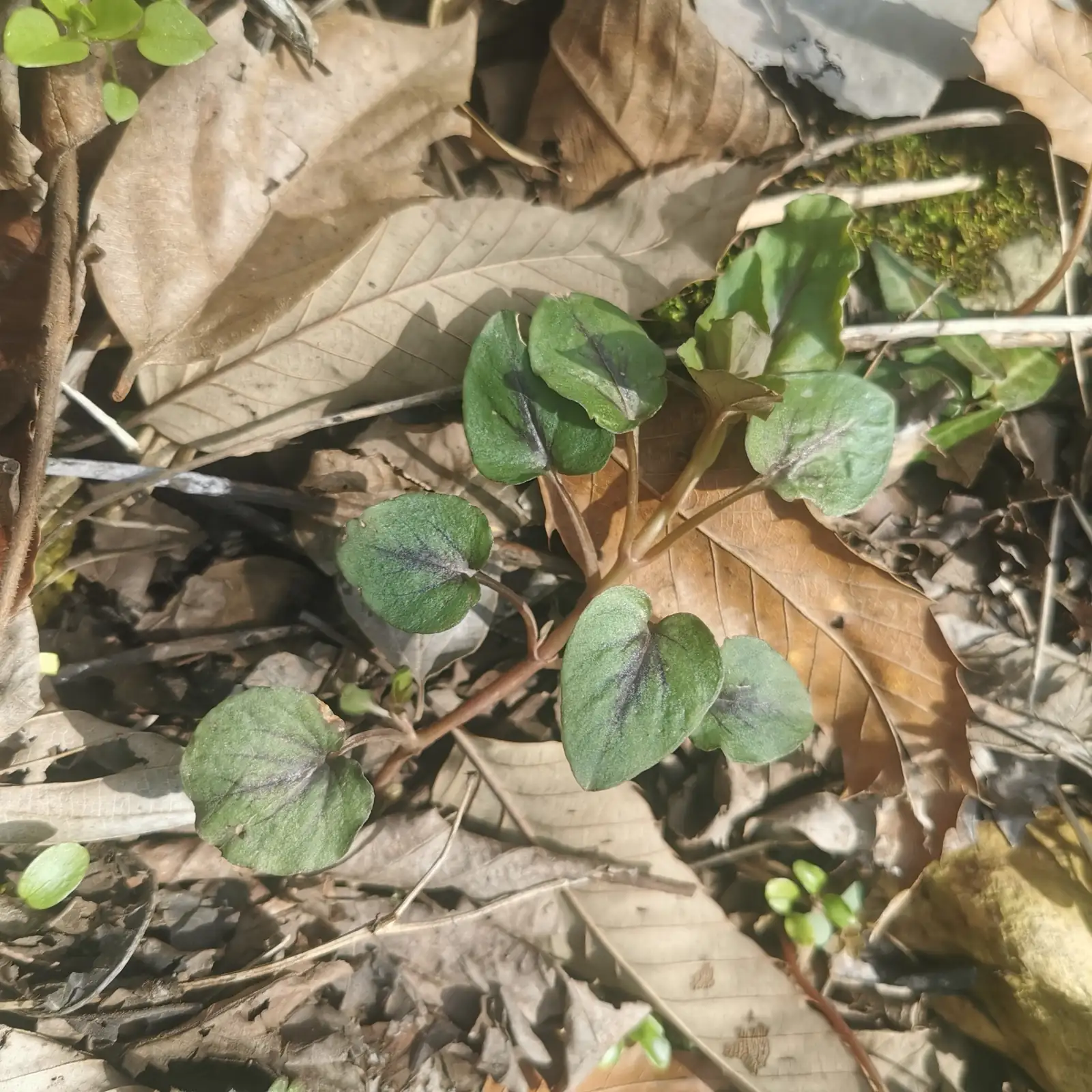 过路黄 (Lysimachia christinae) — 更多视角