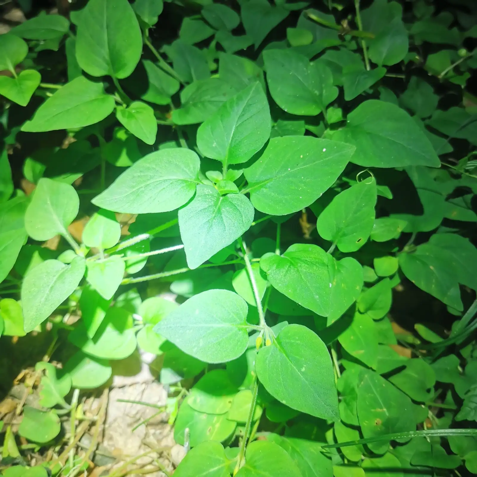 过路黄 (Lysimachia christinae) — 更多视角