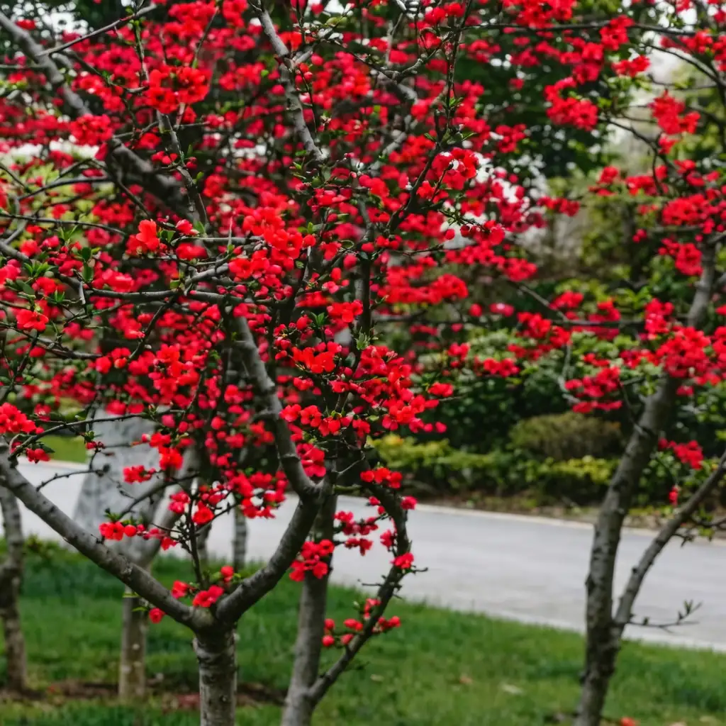 木瓜海棠 (Chaenomeles cathayensis) — 细节