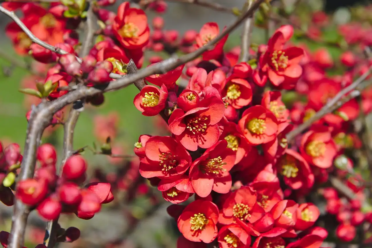 木瓜海棠 (Chaenomeles cathayensis) — 特写