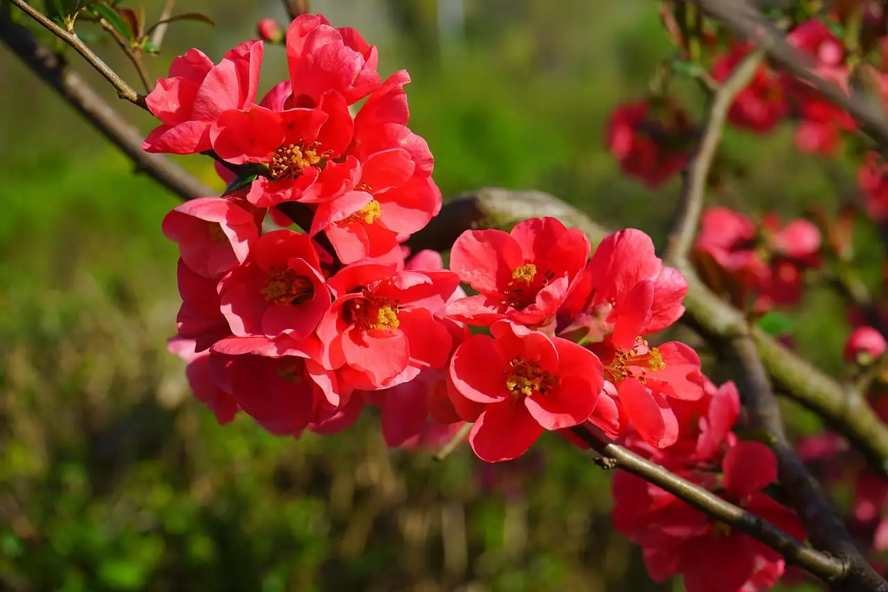 木瓜海棠 (Chaenomeles cathayensis) — 环境展示