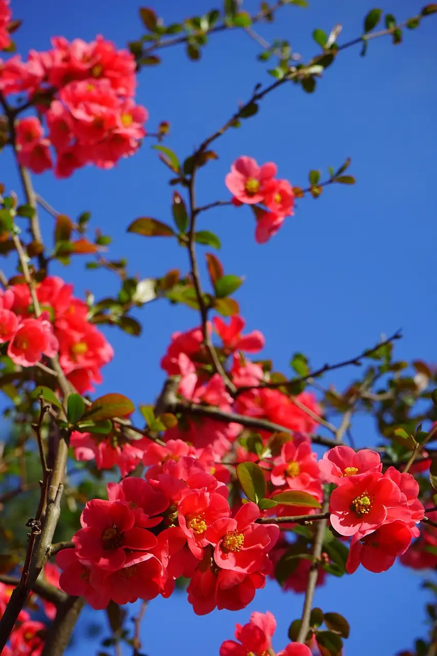 木瓜海棠 (Chaenomeles cathayensis) — 更多视角