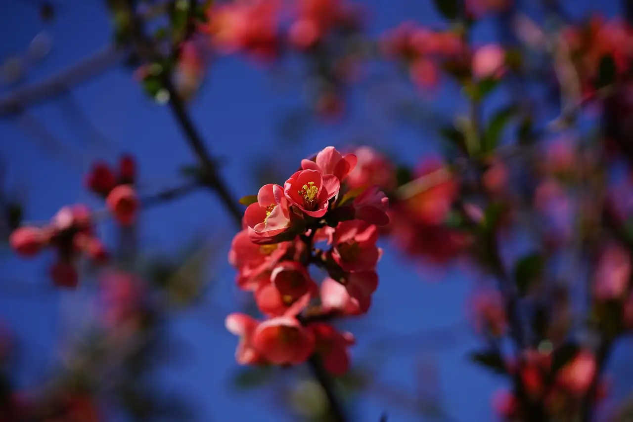 木瓜海棠 (Chaenomeles cathayensis) — 更多视角