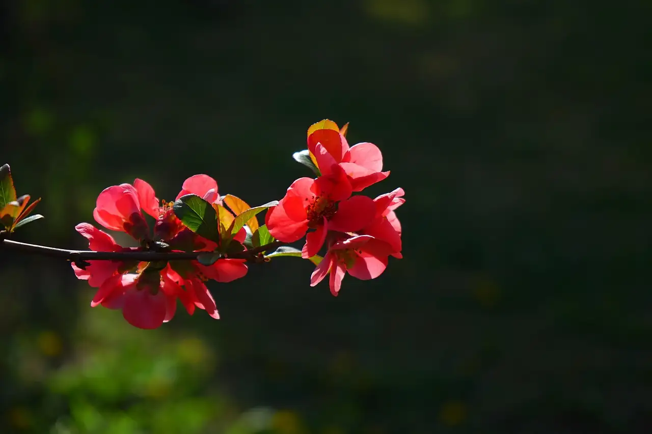 木瓜海棠 (Chaenomeles cathayensis) — 更多视角
