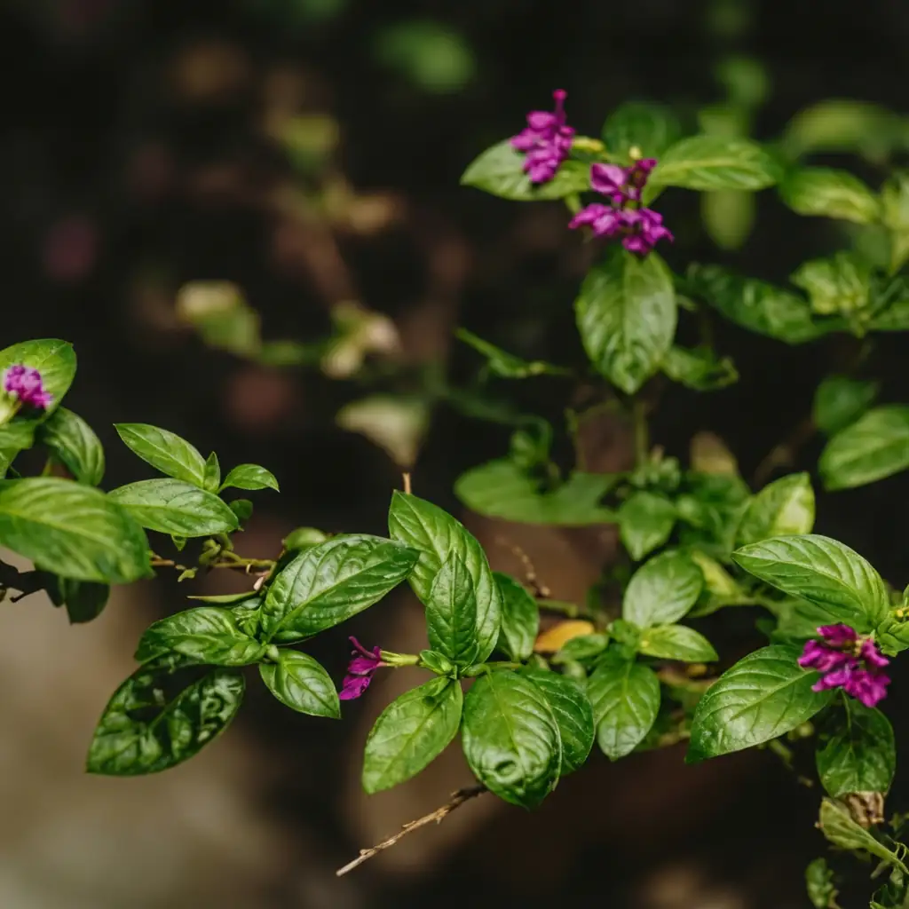 尊距花 (Cuphea hookeriana) — 主图