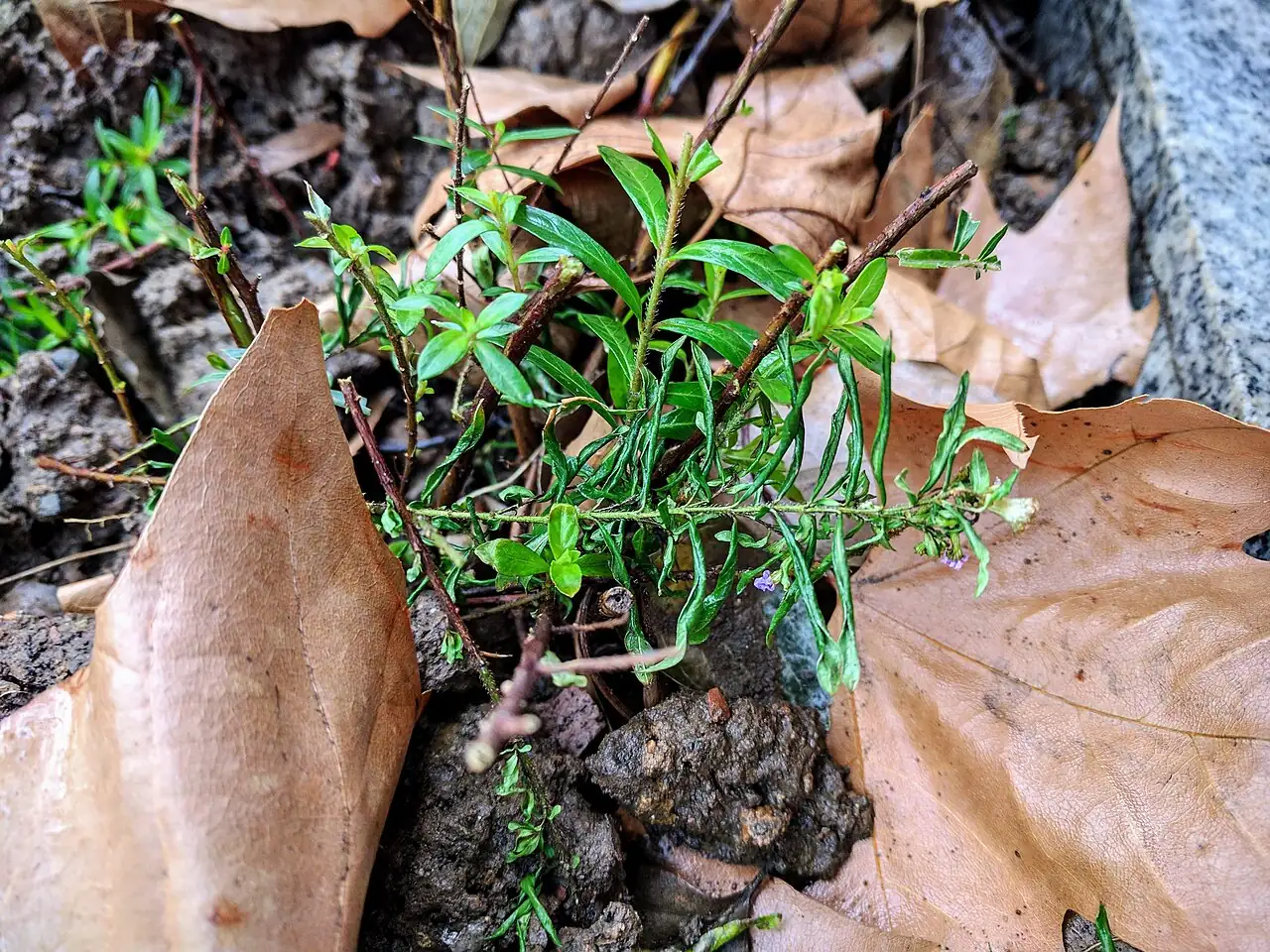 尊距花 (Cuphea hookeriana) — 细节