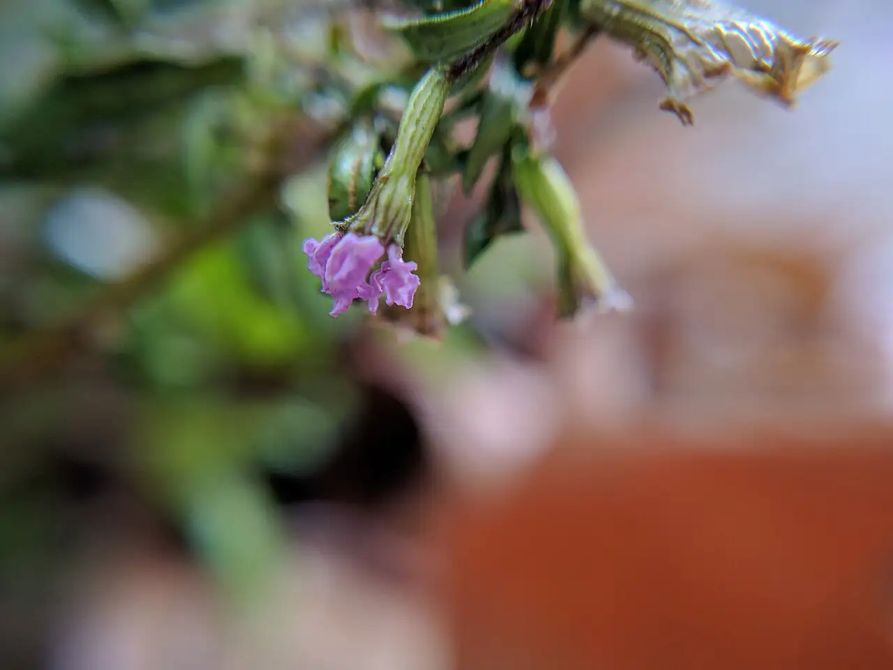尊距花 (Cuphea hookeriana) — 特写