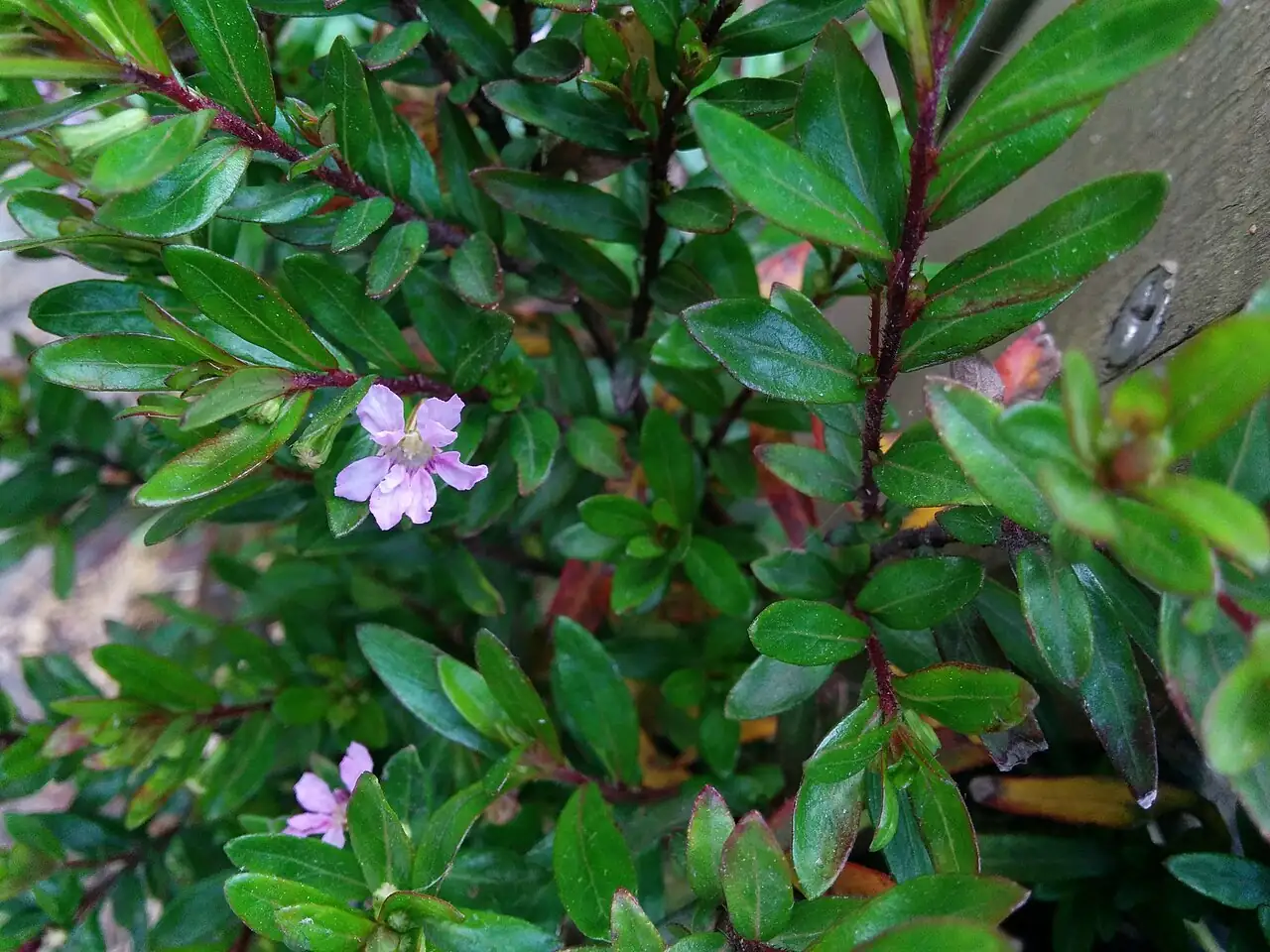尊距花 (Cuphea hookeriana) — 环境展示
