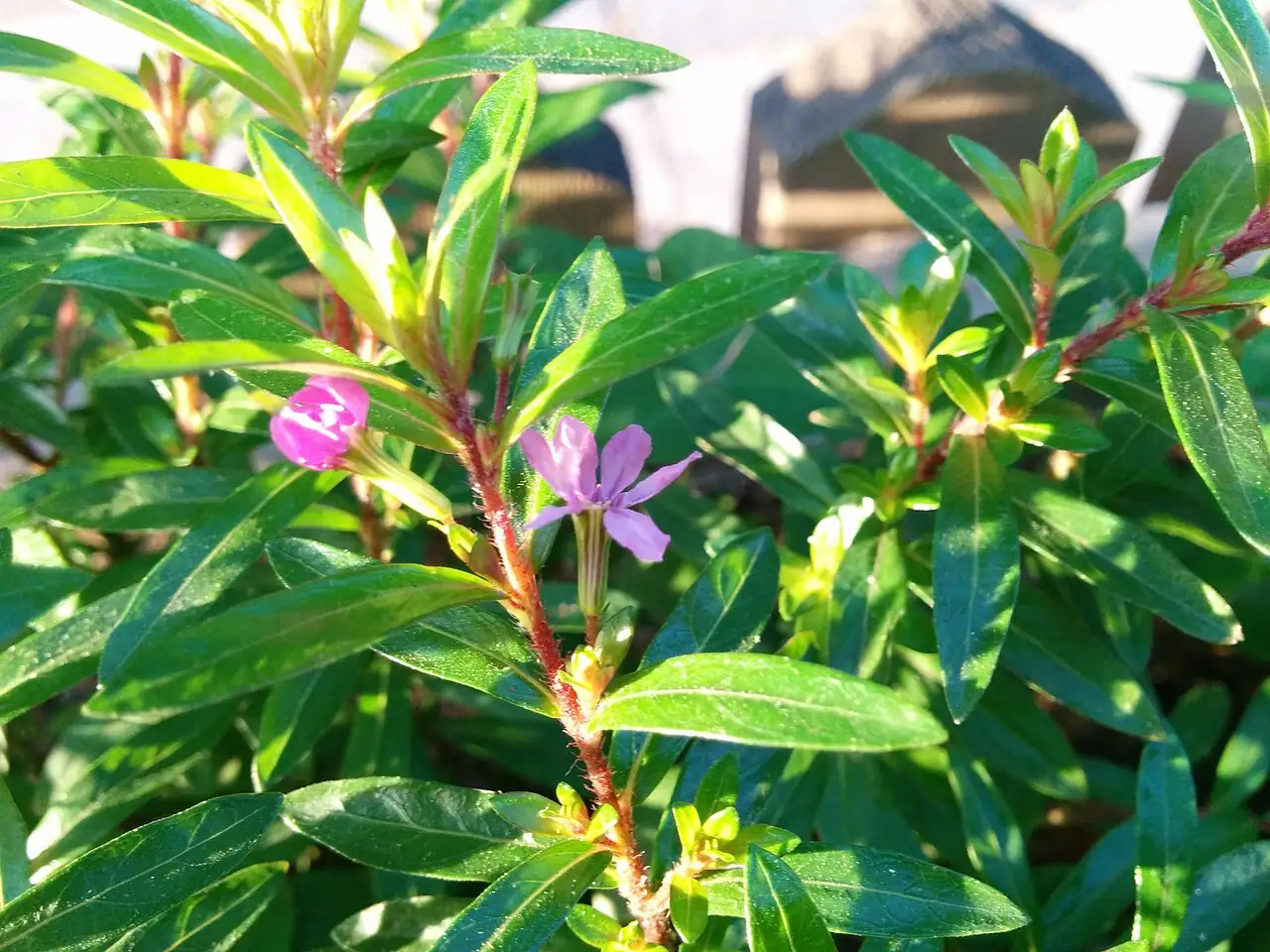 尊距花 (Cuphea hookeriana) — 更多视角