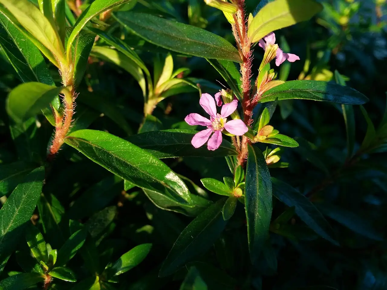 尊距花 (Cuphea hookeriana) — 更多视角