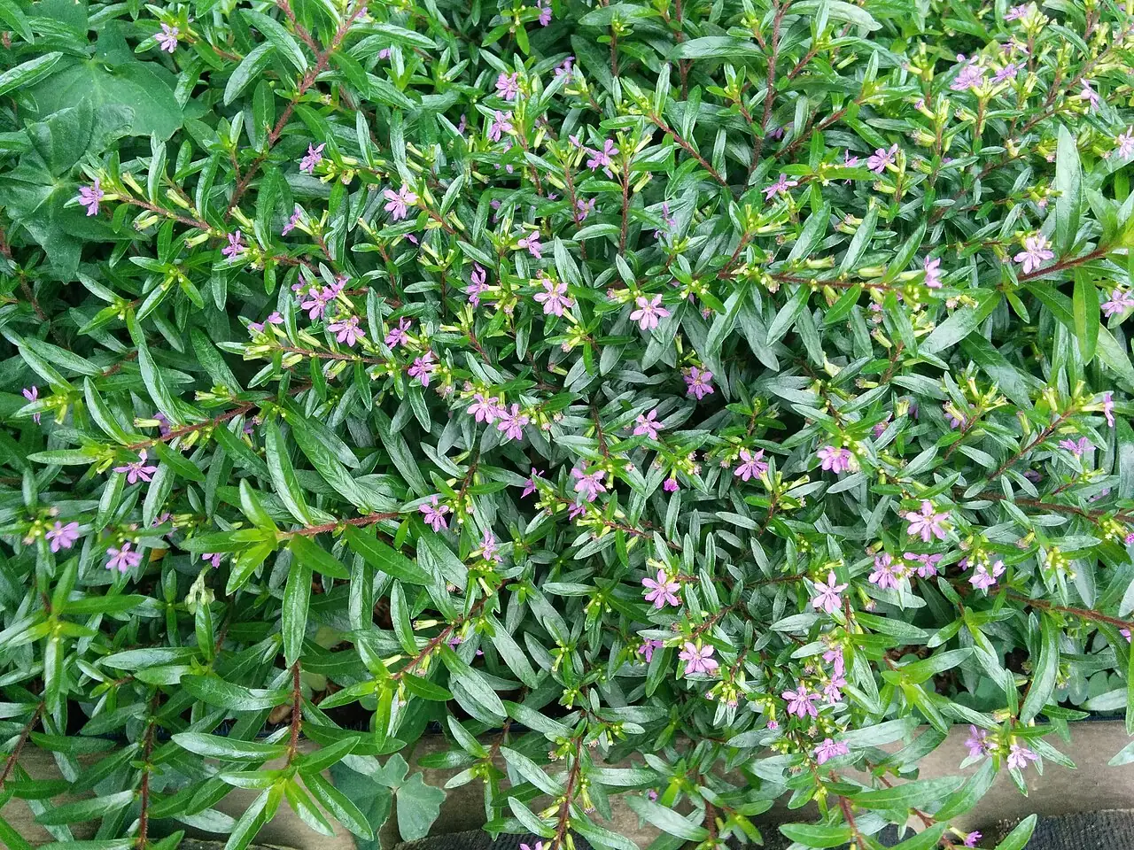 尊距花 (Cuphea hookeriana) — 更多视角