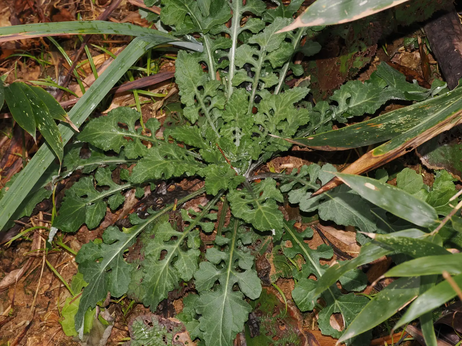 泥胡菜 (Hemistepta lyrata) — 更多视角