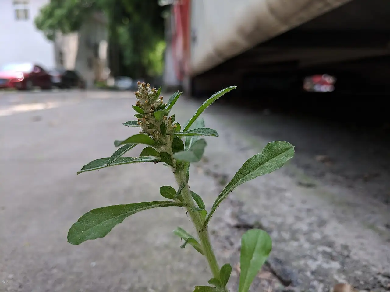 匙叶鼠麴草 (Gnaphalium pensylvanicum) — 环境展示