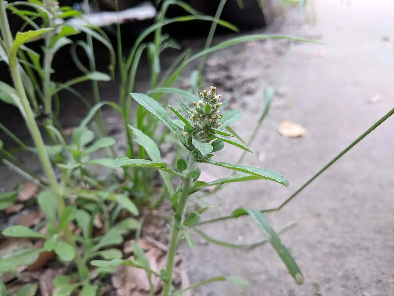 匙叶鼠麴草 (Gnaphalium pensylvanicum) — 更多视角