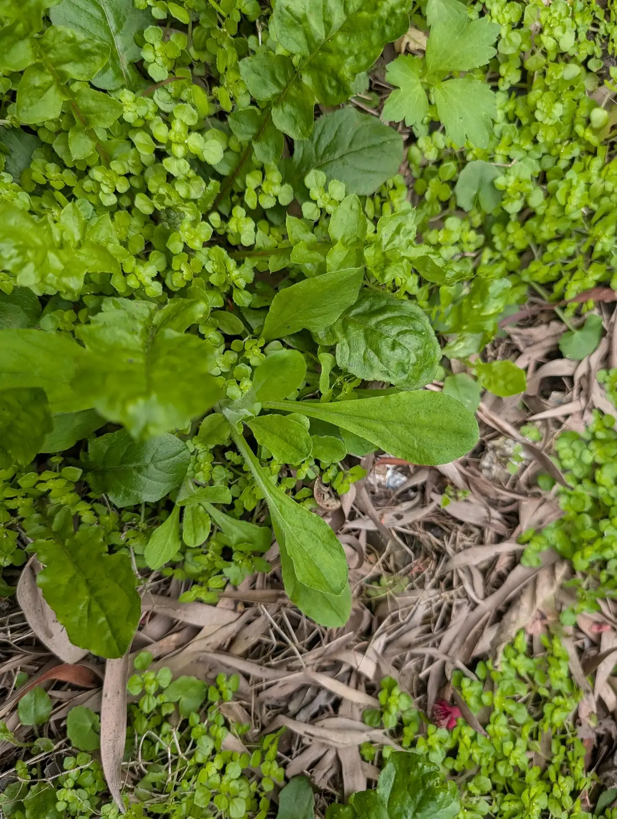 匙叶鼠麴草 (Gnaphalium pensylvanicum) — 更多视角