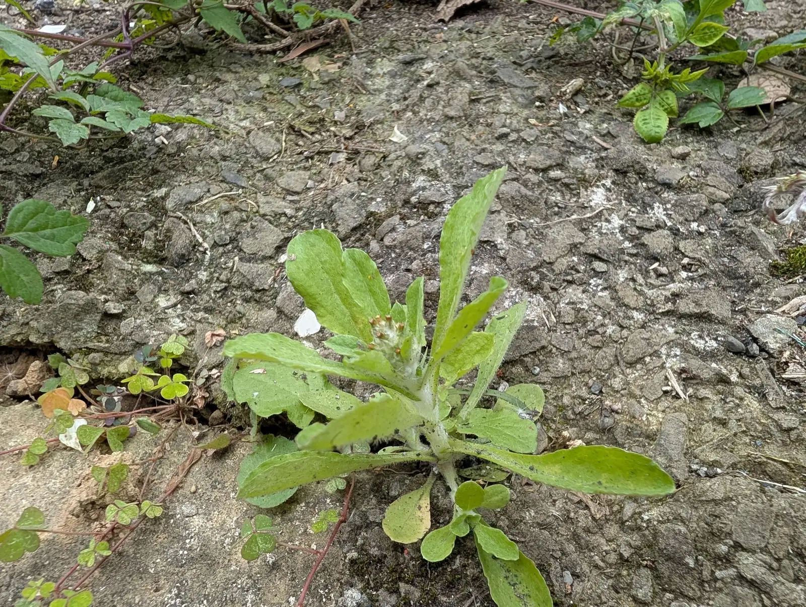 匙叶鼠麴草 (Gnaphalium pensylvanicum) — 特写