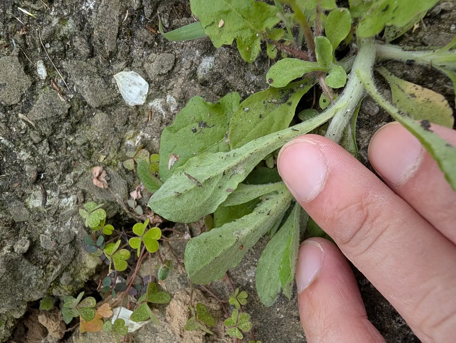 匙叶鼠麴草 (Gnaphalium pensylvanicum) — 更多视角