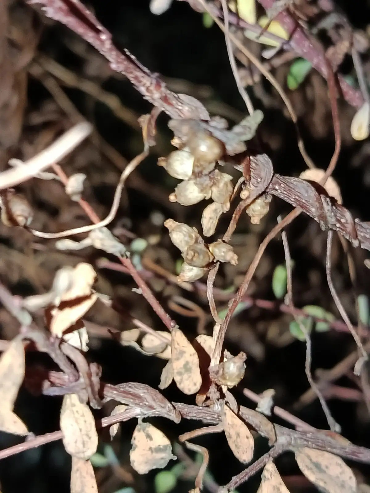 单柱菟丝子 (Cuscuta monogyna) — 环境展示