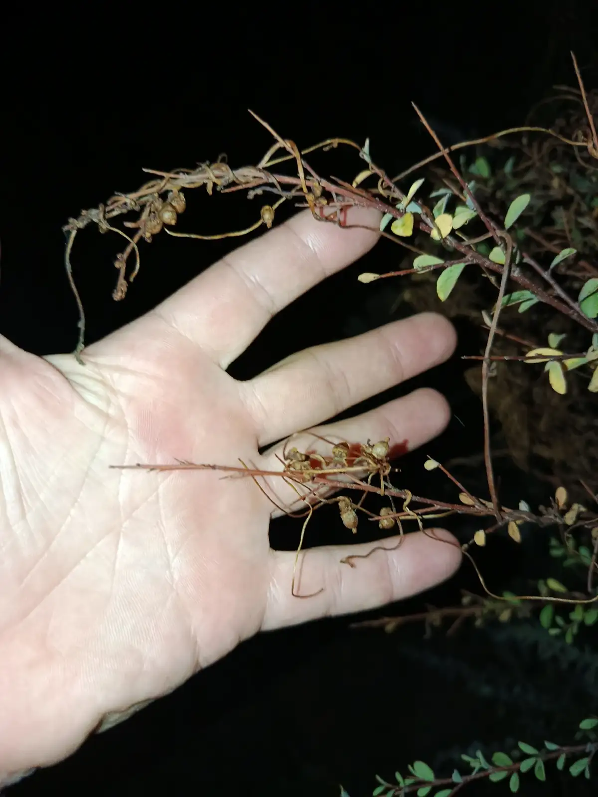 单柱菟丝子 (Cuscuta monogyna) — 更多视角