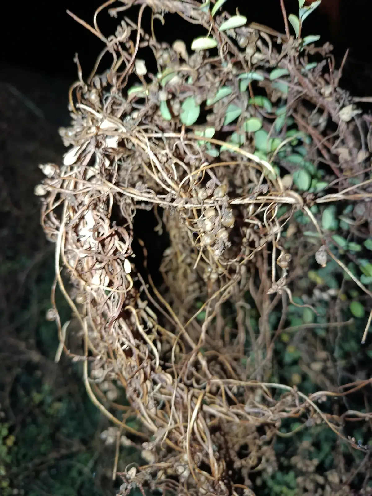 单柱菟丝子 (Cuscuta monogyna) — 更多视角