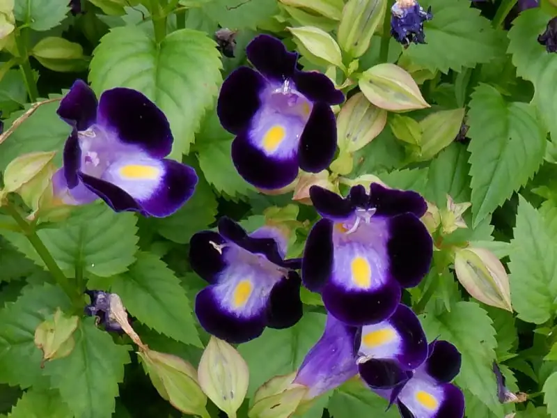 夏堇 (Torenia fournieri) — 主图