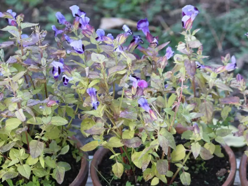夏堇 (Torenia fournieri) — 更多视角