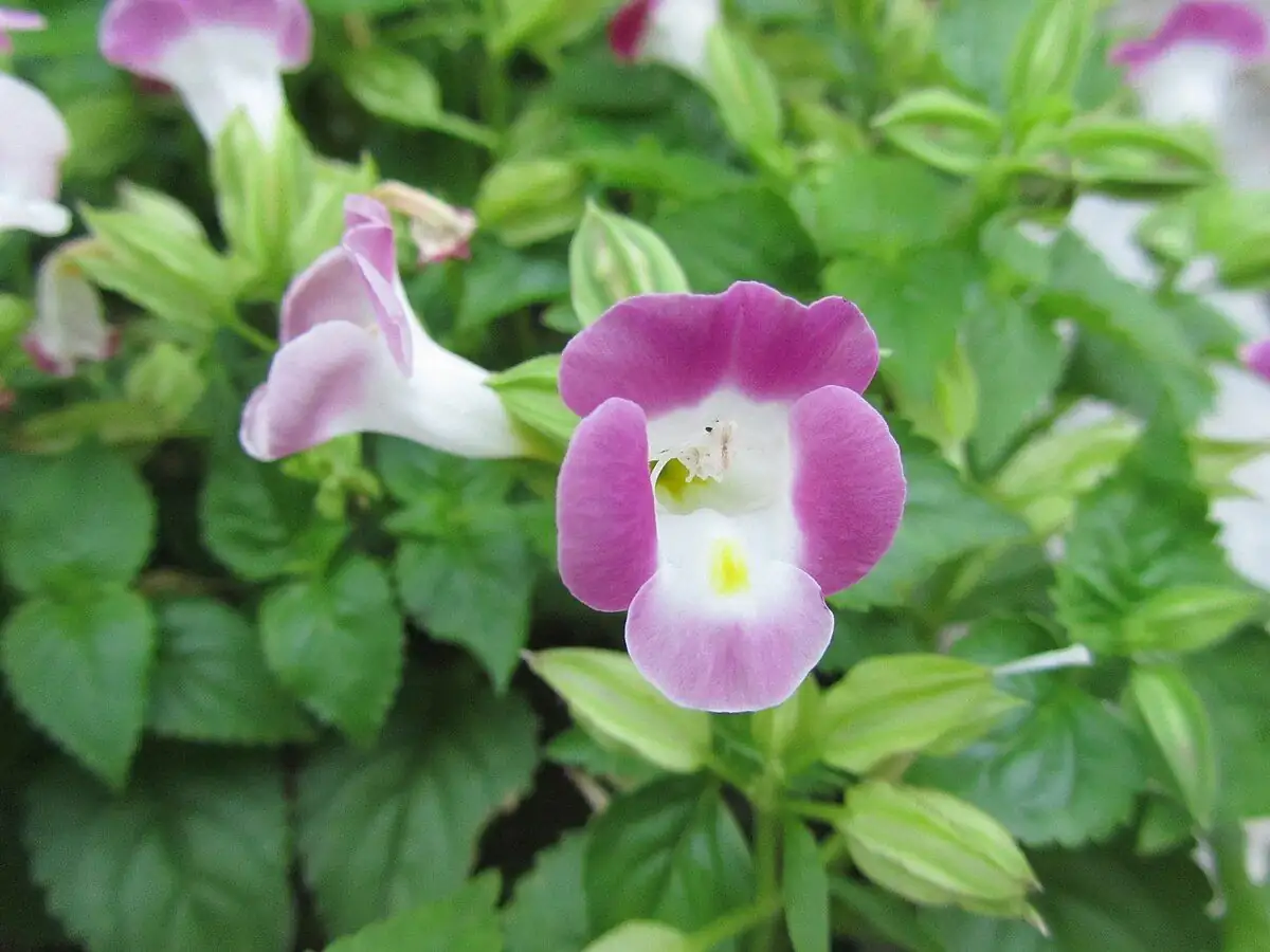 夏堇 (Torenia fournieri) — 特写