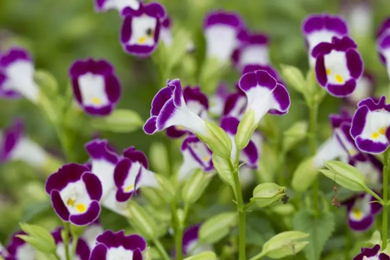 夏堇 (Torenia fournieri) — 环境展示