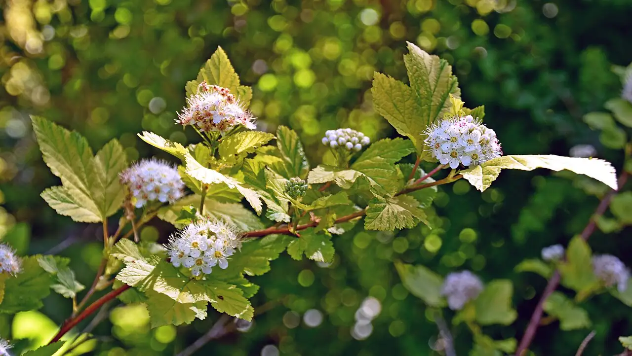 风箱果 (Physocarpus amurensis) — 特写