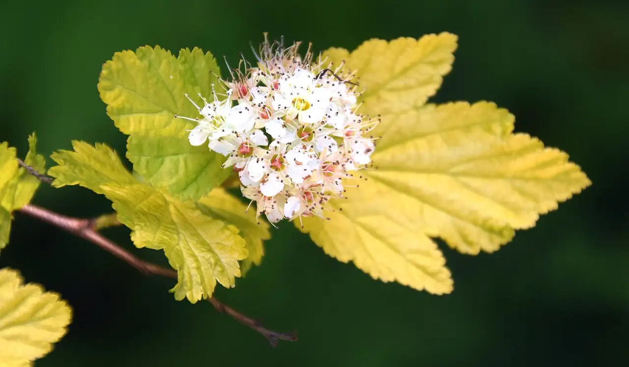 风箱果 (Physocarpus amurensis) — 环境展示