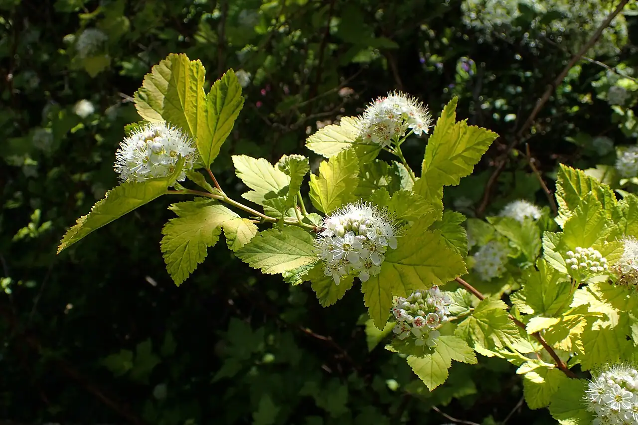 风箱果 (Physocarpus amurensis) — 更多视角