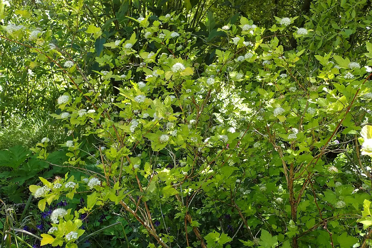 风箱果 (Physocarpus amurensis) — 更多视角