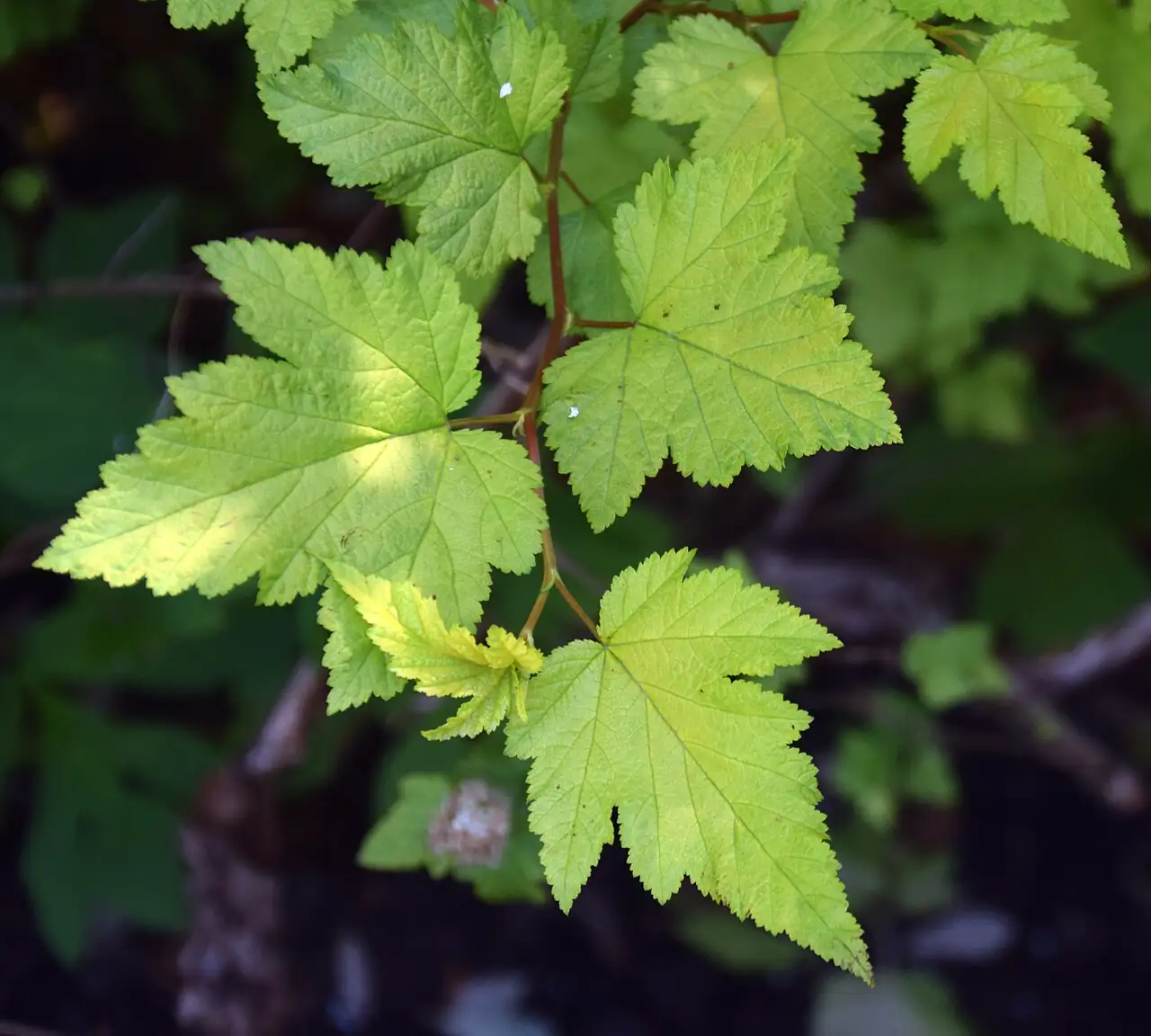 风箱果 (Physocarpus amurensis) — 更多视角