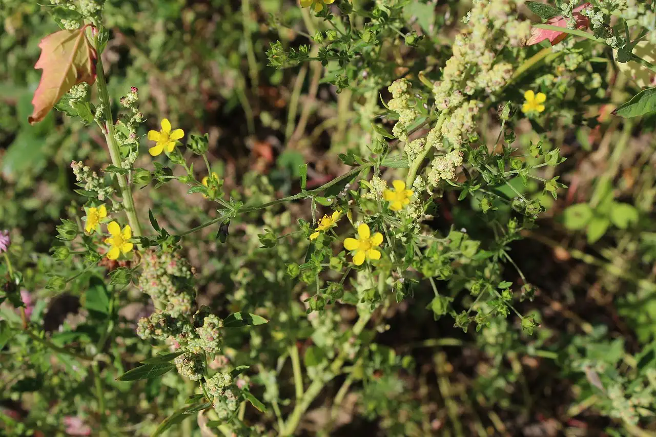 藜 (Chenopodium album) — 更多视角