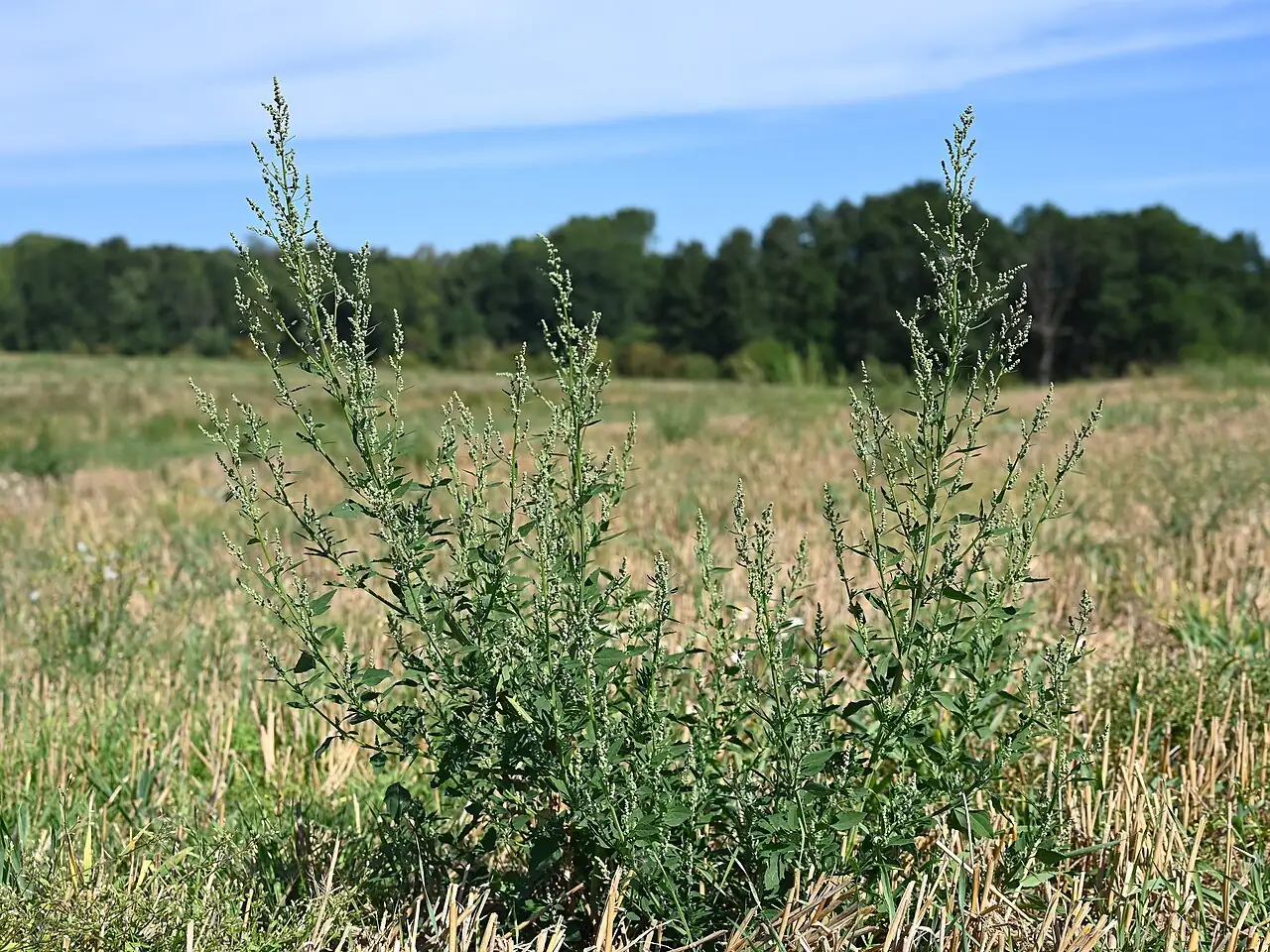 藜 (Chenopodium album) — 环境展示