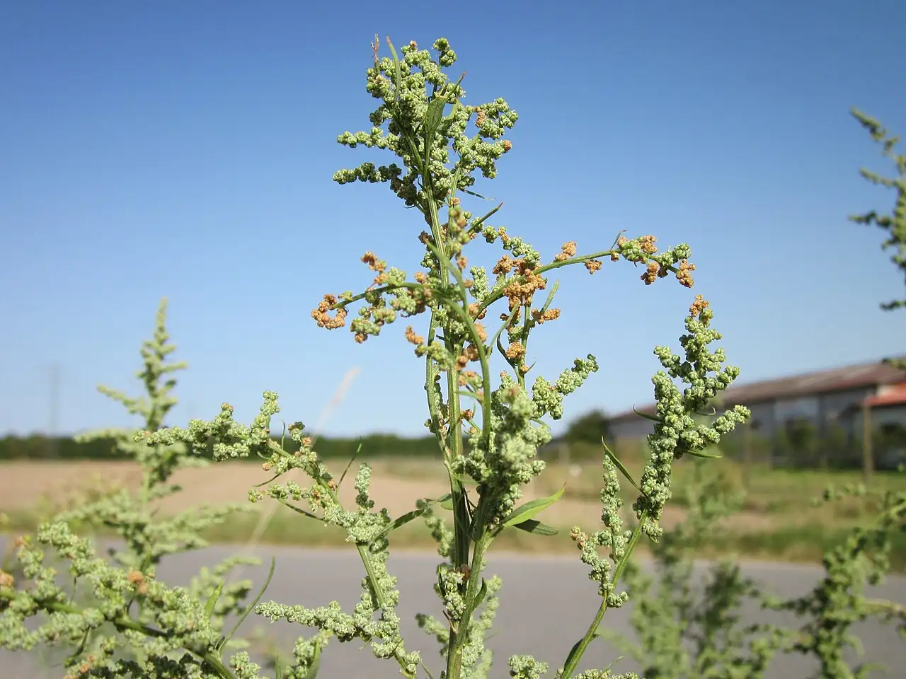 藜 (Chenopodium album) — 特写