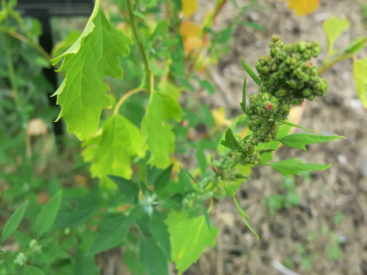 藜 (Chenopodium album) — 细节