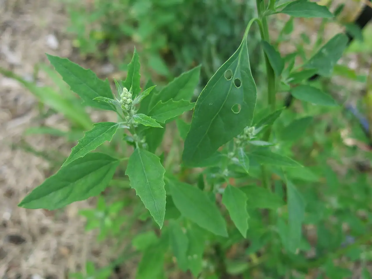 藜 (Chenopodium album) — 更多视角