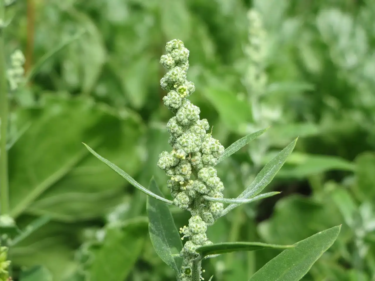 藜 (Chenopodium album) — 主图