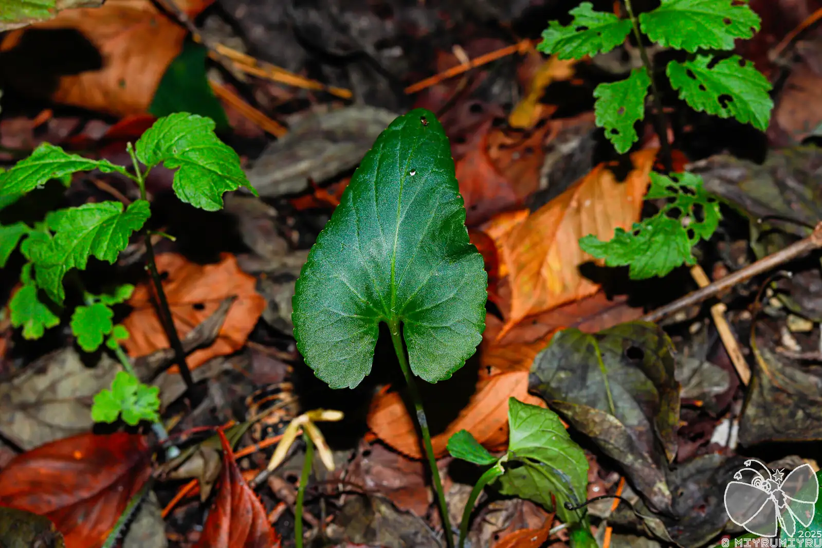 白花堇菜 (Viola lactiflora) — 更多视角