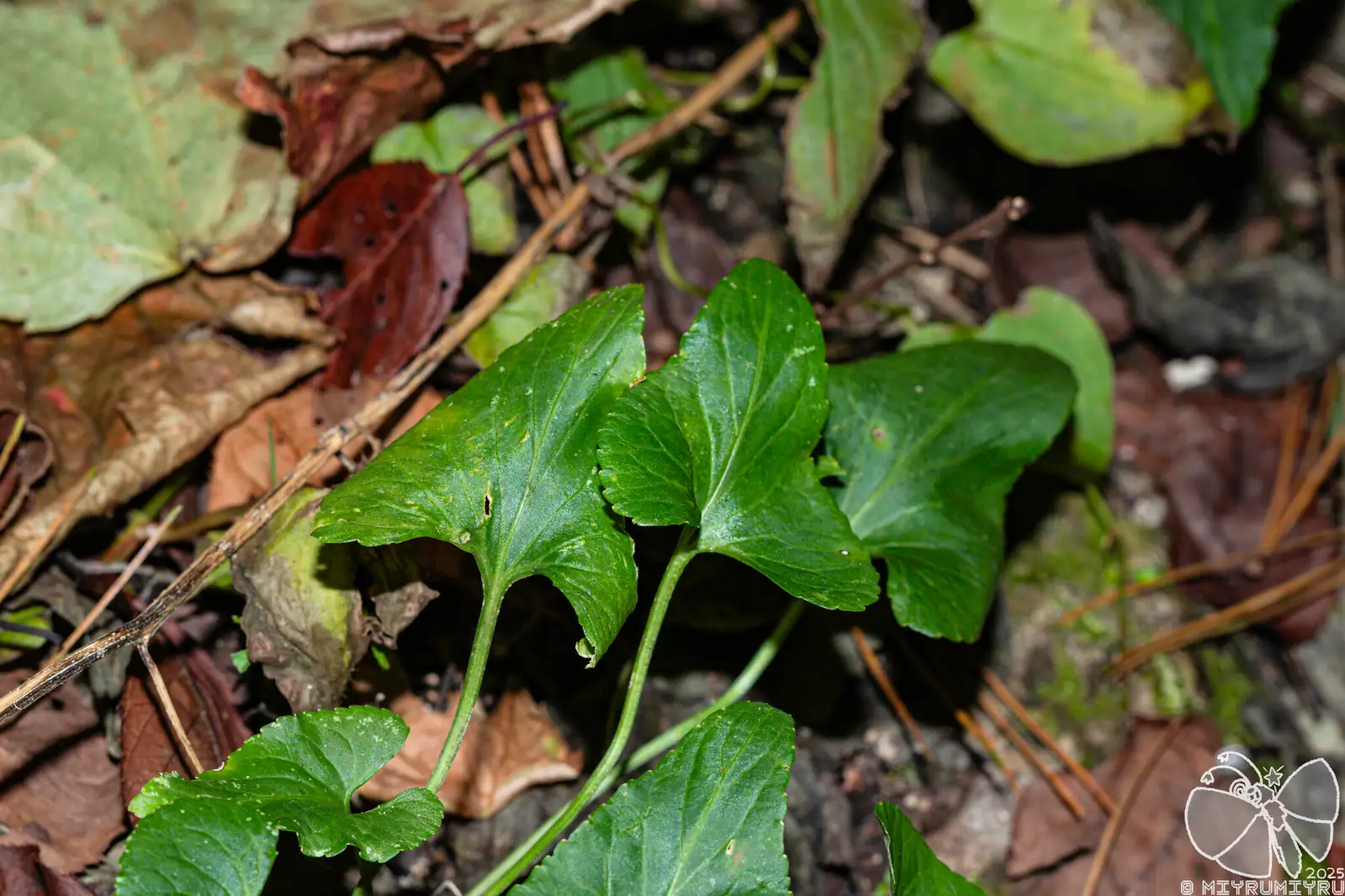白花堇菜 (Viola lactiflora) — 更多视角