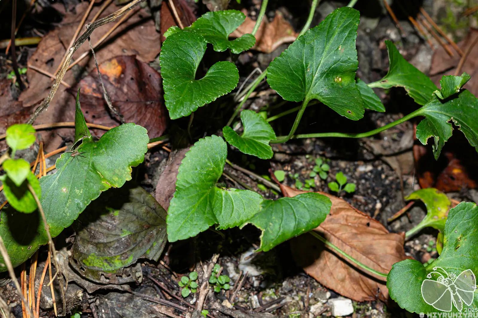白花堇菜 (Viola lactiflora) — 主图