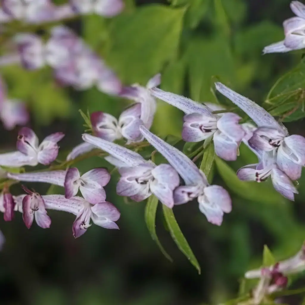延胡索 (Corydalis yanhusuo) — 特写