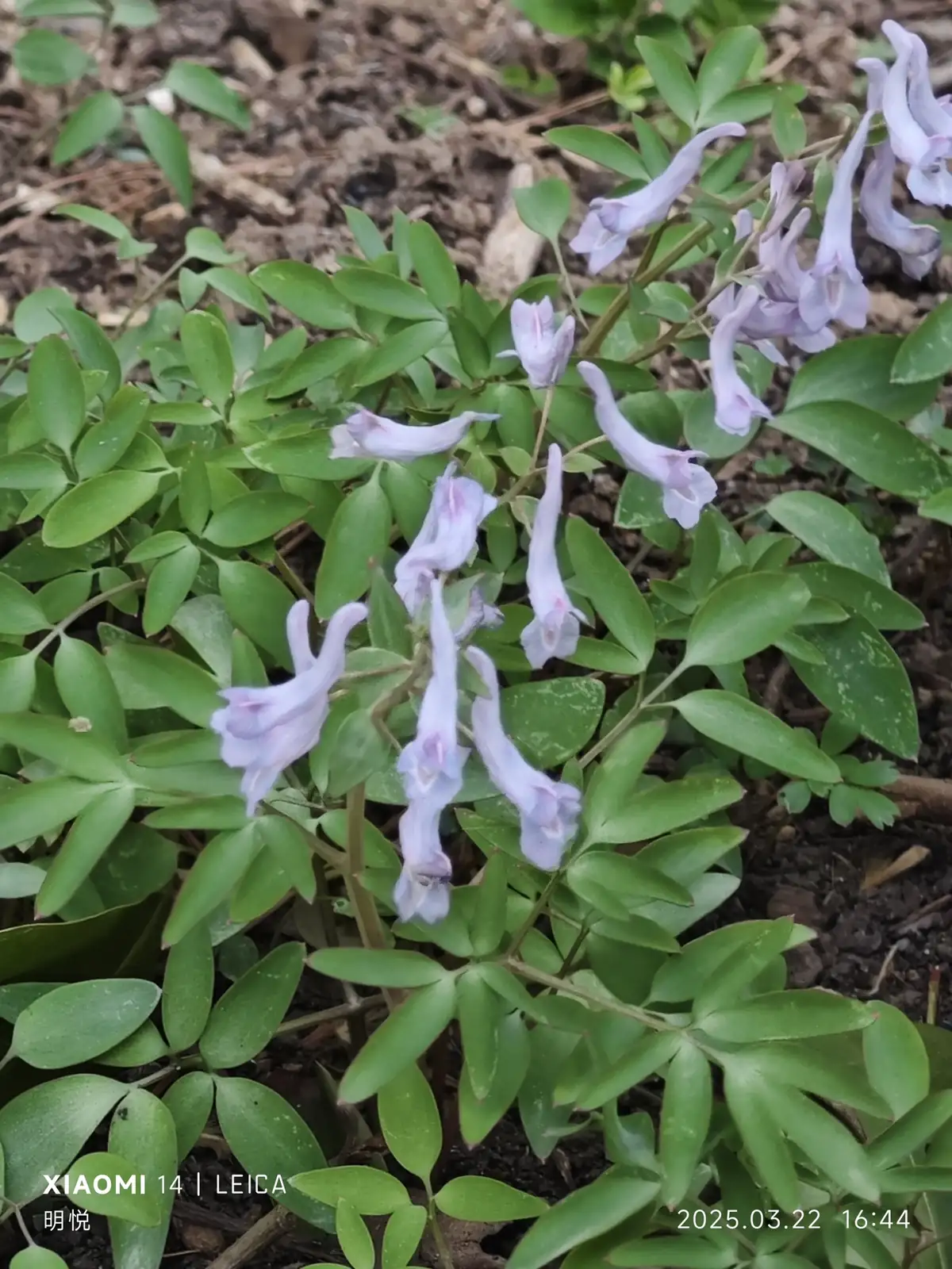 延胡索 (Corydalis yanhusuo) — 环境展示