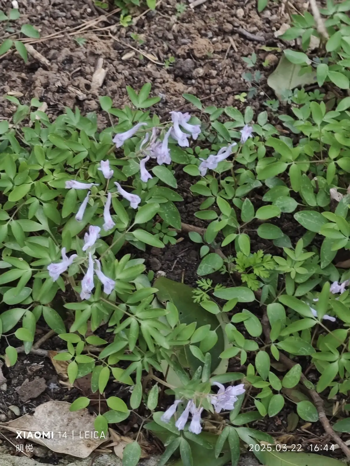 延胡索 (Corydalis yanhusuo) — 更多视角